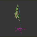 Slender Plant with Green Leaves White Roots and Orange Trunk against Dark Background