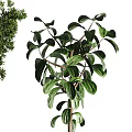 Bonsai Potted Plants With Lush Green Foliage And Various Stylish Pots For Indoor Home Decoration