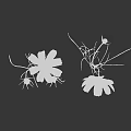 Pink Cosmos Flowers With Feathery Leaves Stems And Buds On Black Background