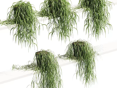 Hanging Green Garden Plants with Lush Foliage as Decor on White Shelves 3d model