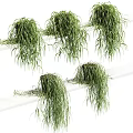Hanging Green Garden Plants with Lush Foliage as Decor on White Shelves