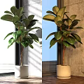 Large Leafy Bonsai Potted Plants With Green Foliage And White Planter