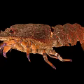 Spiny Lobster Displaying Brownish Red Exoskeleton And Purple Legs On Black Background