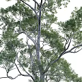 Tall Trees With Lush Green Foliage And Thick Trunk In Natural Landscape