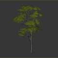 Lush Green Tree With Thick Trunk And Dense Foliage Isolated On Gray Background