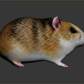 Small Fluffy Hamster with Brown and White Fur Pink Ears and Black Eyes
