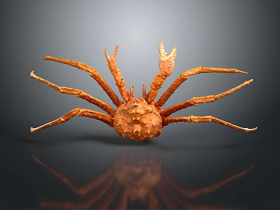 Orange Giant Crab With Long Legs And Textured Shell On Dark Reflective Surface 3d model