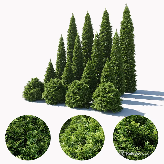 Evergreen Arbor Collection With Various Tree Shapes And Lush Foliage Details 3d model 