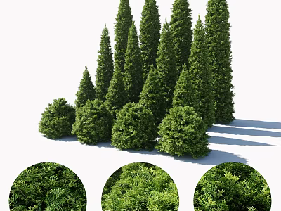 Evergreen Arbor Collection With Various Tree Shapes And Lush Foliage Details 3d model