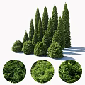 Evergreen Arbor Collection With Various Tree Shapes And Lush Foliage Details