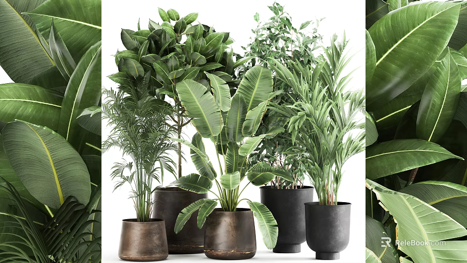 Assorted Green Potted Plants With Broad And Slender Leaves In Terracotta And Black Pots 3d model 