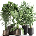 Assorted Green Potted Plants With Broad And Slender Leaves In Terracotta And Black Pots