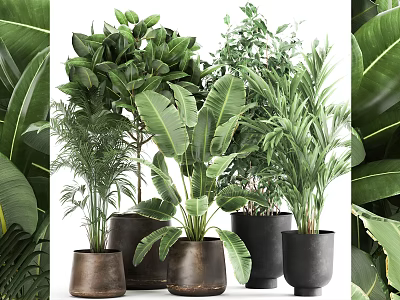 Assorted Green Potted Plants With Broad And Slender Leaves In Terracotta And Black Pots 3d model