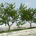 Tall Arbor With Lush Green Leaves And Red Fruits Against Blue Sky