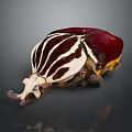 Unique Striped Beetle With Red White And Brown Pattern Isolated On Dark Background