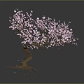 Pink Flowering Tree with Curved Trunk and Exposed Roots Blooming Pink Blossoms on Dark Background