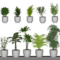 Various Green Potted Plants Arranged In White Pots For Home Decor