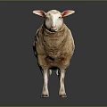 White Wool Sheep Standing With Pink Ears On Dark Reflective Surface