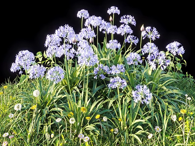 Vibrant Purple Flowers With Green Leaves Small Yellow Flowers And White Blossoms In Natural Grassland 3d model
