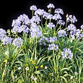 Vibrant Purple Flowers With Green Leaves Small Yellow Flowers And White Blossoms In Natural Grassland