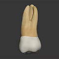 Detailed Human Tooth Model With Crown And Root Structure For Dental Education 3d model