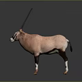 Oryx Antelope Standing On Dark Background With Long Horns And Pink Coat