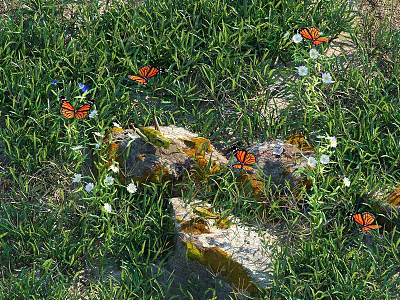 Vibrant Orange Butterflies Flying Over Green Grass With Rocks And White Flowers 3d model