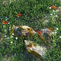 Vibrant Orange Butterflies Flying Over Green Grass With Rocks And White Flowers