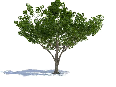 Arbor With Lush Green Foliage Strong Brown Trunk And Natural Shadow 3d model