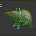 3D Rendered Human Liver Anatomy with Red Tissue Blue Blood Vessels and Gallbladder