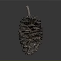 Natural Pine Cone With Detailed Brown Texture On Dark Reflective Background