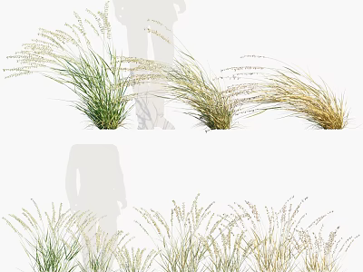 Ornamental Green And Golden Grasses For Garden Landscape Decoration 3d model