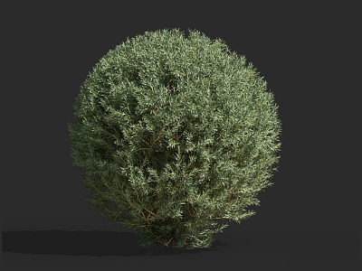 Platycladus orientalis cypress pine shrub hedge pruning tree landscaping ornamental plants courtyard tree 3d model