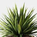 Decorative Potted Green Plants in Terracotta Pots with Long Slender Leaves