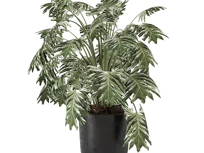 Decorative Tropical Plant With Green Leaves In Black Vase For Home Decor 3d model