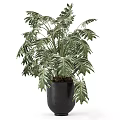 Decorative Tropical Plant With Green Leaves In Black Vase For Home Decor