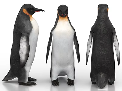Detailed Realistic 3D Penguin Models Displayed From Three Different Angles 3d model