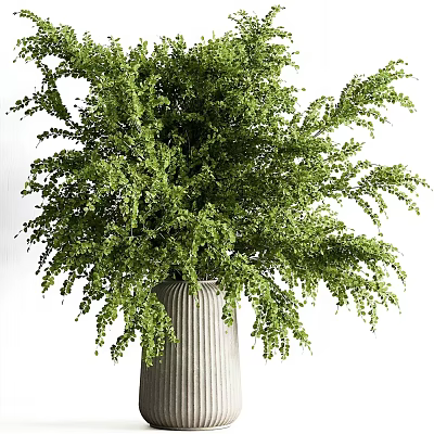 Lush Green Bonsai Plant In Vertical Striped Light Gray Pot With Cascading Foliage 3d model