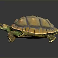 Vibrant Turtle with Orange and Green Glossy Shell Pattern on Dark Background 3d model