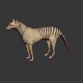 3D Rendered Thylacine Model With Striped Tail Standing On Gray Background With Reflection