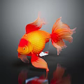 Vibrant Orange Red Goldfish With Flowy Tail Fins Swimming On Shiny Black Surface 3d model