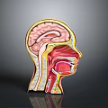 Human Head Cross Section Anatomy Displaying Internal Organs And Hair Features