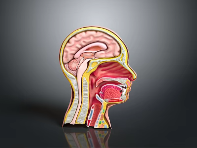 Human Head Cross Section Anatomy Displaying Internal Organs And Hair Features 3d model
