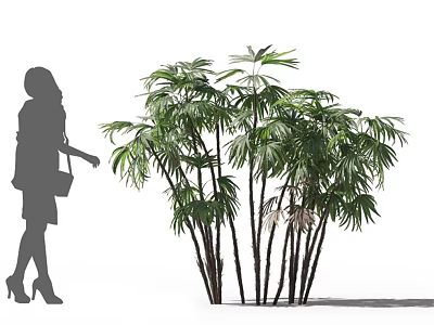 Bamboo With Slender Stems Broad Green Leaves Clustered In White Background With Woman Silhouette 3d model