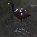 Aquatic Bird With Black Body Red Wings Yellow Beak And Long Legs Standing On Grass