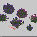 Beautiful Purple and Pink Hydrangea Flowers in Vibrant Garden Blooming Arrangement