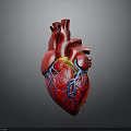 Human Heart Anatomical Model With Red Surface And Blue Yellow Blood Vessels