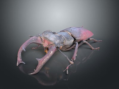 Modern beetle dung beetle chafer 3d model