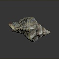 conch bone snail snail field snail shellfish marine animal fish freshwater fish marine fish animal 3d model