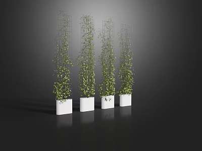 Vines Climbing On Metal Trellises In White Planters Against Dark Background 3d model